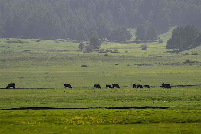 Bigfoot Accidentally Caught On Film In Nature Documentary
