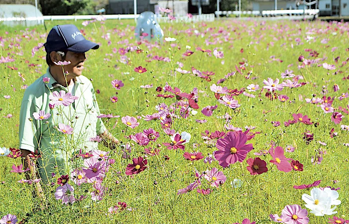 休耕地に秋の訪れ　コスモス咲き誇る　藤枝・滝沢地区住民が整備　