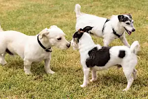 The 10 most popular breeds of terrier dogs in the UK