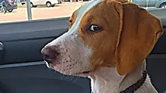 [Photos] Dog Realizes He's Going to the Vet and it Went Viral