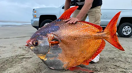 Este masivo pez de más de 45 kilos fue hallado en la costa occidental de EE.UU.