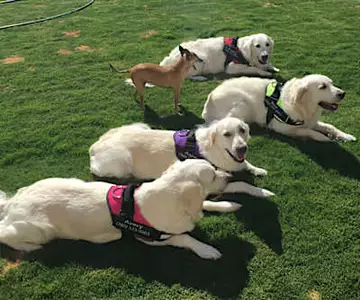 This Harness Takes Less Than 2 Seconds To Put On