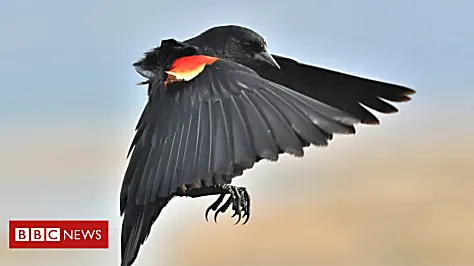 Why US bird attacks on humans are on rise