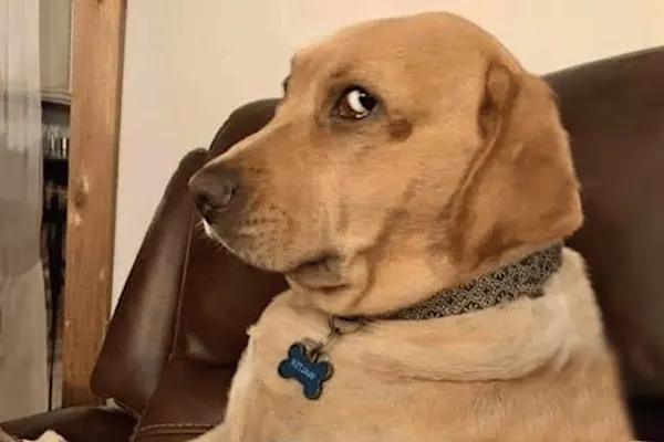 These Funny Animal Pictures Will Brighten Up Your Day