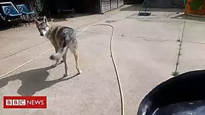 Woman captures sonic boom while filming dog