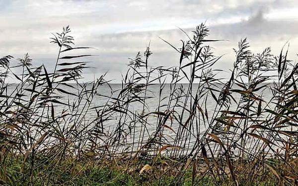 Alergia en julio: polen más frecuente y áreas afectadas