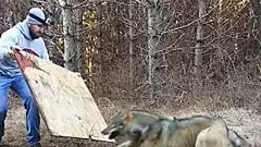 [Photos] The Wild Wolf's Reaction To The Man Who Rescued Him From A Trap Is Priceless