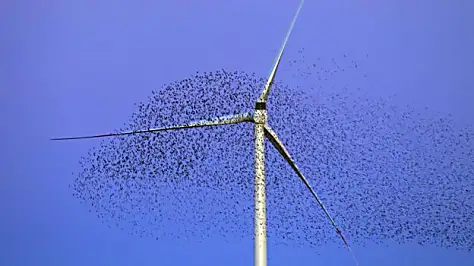 Is it possible to build wildlife-friendly windfarms?