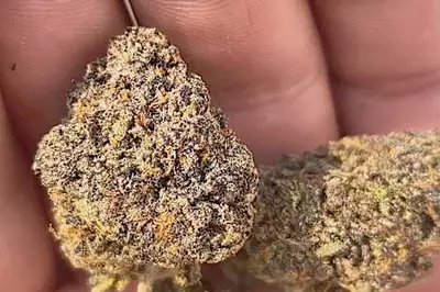Georgia Legalizes Online Cannabis Purchases