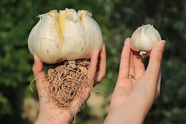 Άτομα που πάσχουν από προστατίτιδα, παρακαλούμε διαβάστε αυτό.