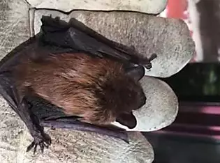 Bat hidden in iPad case bites pensioner's finger, leaving him with rabies