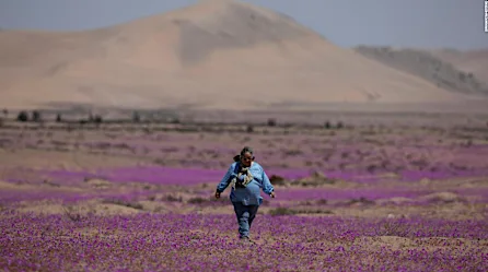 Florece el desierto de Atacama: un fenómeno en la zona más árida del mundo
