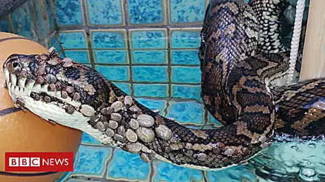 Python with 500 ticks found in pool