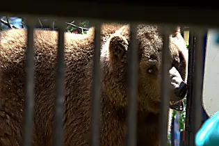 Russia, muore domatore sbranato da un orso: il dramma in un circo | Virgilio Notizie