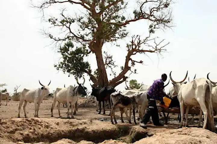 'Your life is at risk,' Northern Elders order herdsmen to leave the South