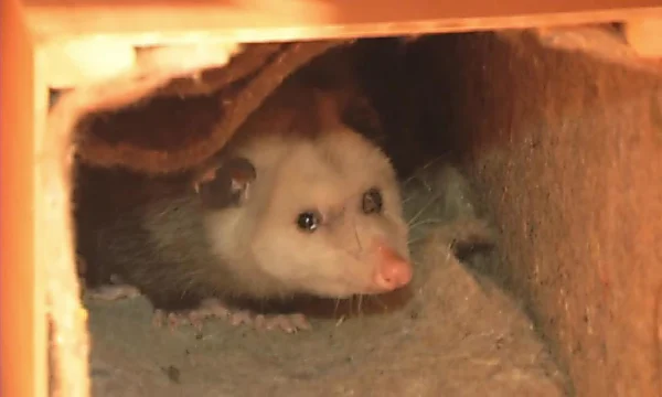 North Carolina town ends New Year's Eve Possum Drop tradition