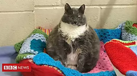 Fat cat returned four times finds home