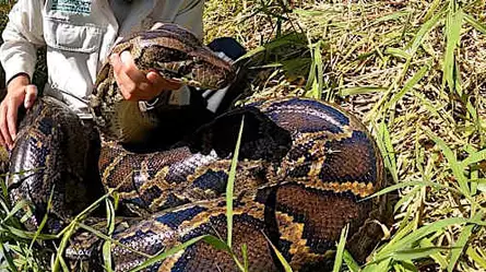 Los biólogos capturan una pitón de casi 98 kilos en los Everglades de Florida