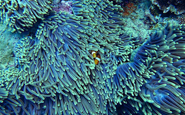 ¿Cómo está afectando el cambio climático a la biodiversidad? ¿Cómo está afectando el cambio climático a la biodiversidad?