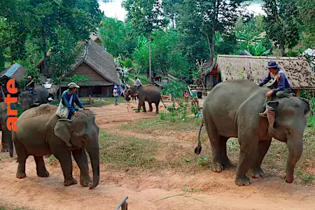 The Country of a Million Elephants - Watch the full documentary