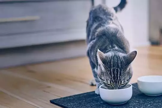 Hai un gatto sterilizzato? Aiutalo a mantenersi in forma Hai un gatto sterilizzato? Aiutalo a mantenersi in forma