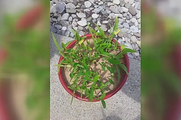 Ky. woman mistakenly planted seeds from China, and this is what happened