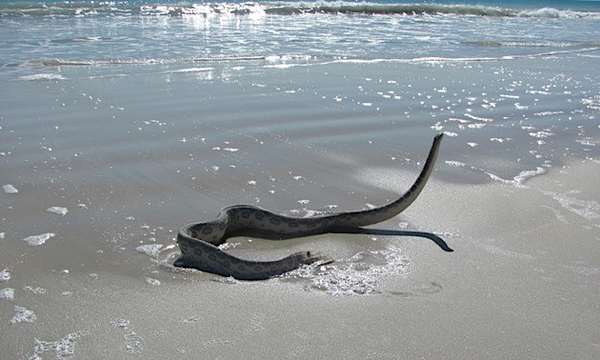 Travelers Warning: Beaches That Are Inherently Dangerous