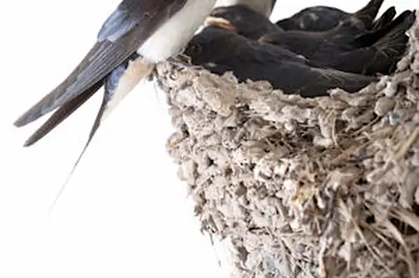 Installer un nid d'hirondelles pour éloigner les moustique : info ou intox ?