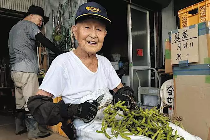 知る人ぞ知る枝豆　収穫・出荷 ラストスパート　足立の増久農園・増田さん　甘さの秘訣は「かつお節」肥料