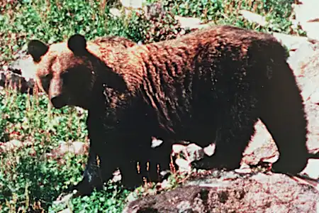 山林に人の両脚　クマに襲われたか―北海道
