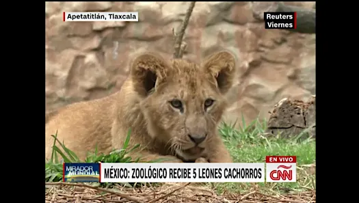 Zoológico en México presenta cinco cachorros de león africano | Video