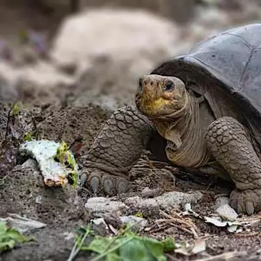 Giant tortoise thought extinct 100 years ago is living in Galapagos, Ecuador says