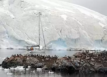 Η γρίπη των πτηνών καταστρέφει την άγρια ​​ζωή της Ανταρκτικής, προειδοποιεί επιστήμονας