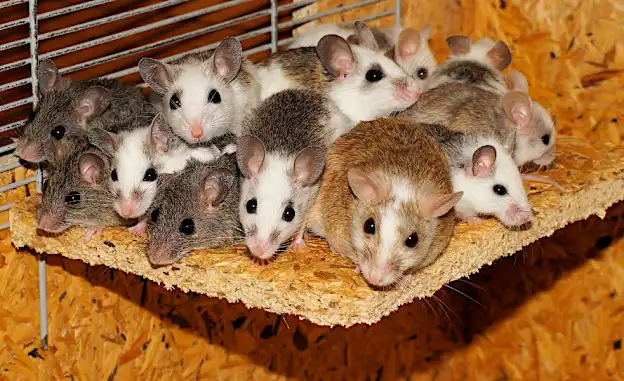 Ratten? Mäuse? Insekten? Dieses Gerät vertreibt alles