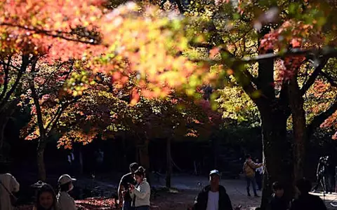 圖：秋葉吸引遊客前往廣島縣宮島