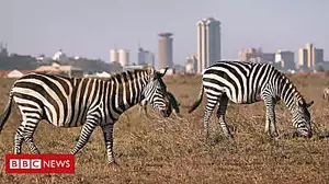 New railway 'threatens Kenyan wildlife'