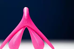 Nerfs du clitoris, “point G” du pénis : de nouvelles études font la lumière sur nos organes génitaux