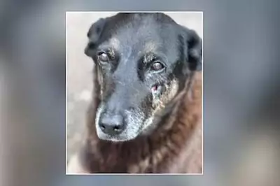 Orelha: Família de jovem que não foi indiciado se pronuncia; veja