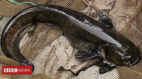 'Duck-eating' fish removed from lake