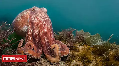Public urged to report cephalopod sightings