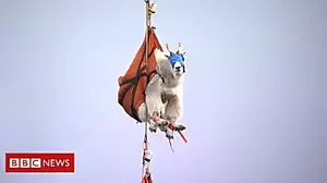 No kidding: Why these goats had to fly away