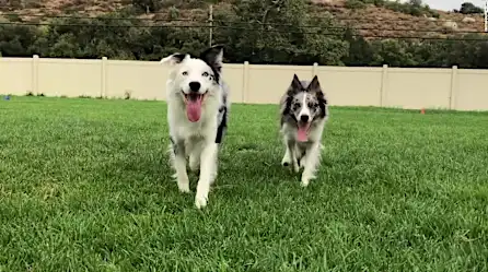 Los perros Halo y Wish rompen récord mundial Guinness | Video