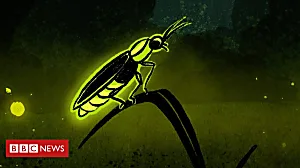 How fireflies inspired energy-efficient lights