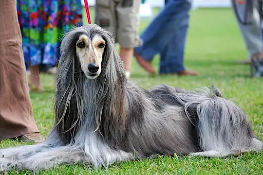 30 Fantastic Dog Breeds You Never Heard Of !