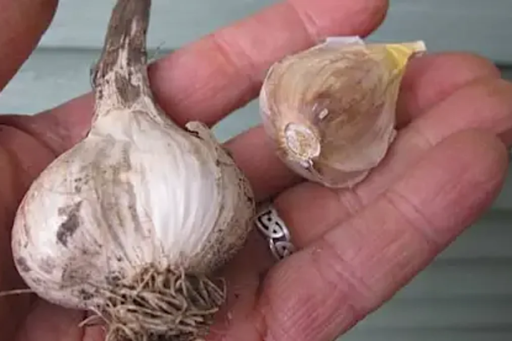 Attention à la prostatite : essayez ceci dans la salle de bain le matin