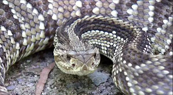 Confira como afastar uma cobra cascavel