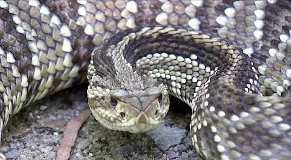 Confira como afastar uma cobra cascavel