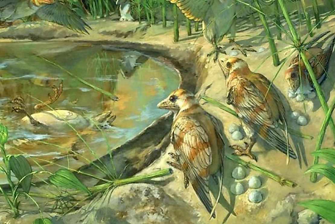 Dinosaur discovery: Perfectly preserved bird found with astonishing UNLAID EGG inside