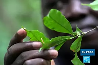 El descubrimiento de una planta de café en Sierra Leona despierta gran interés El descubrimiento de una planta de café en Sierra Leona despierta gran interés