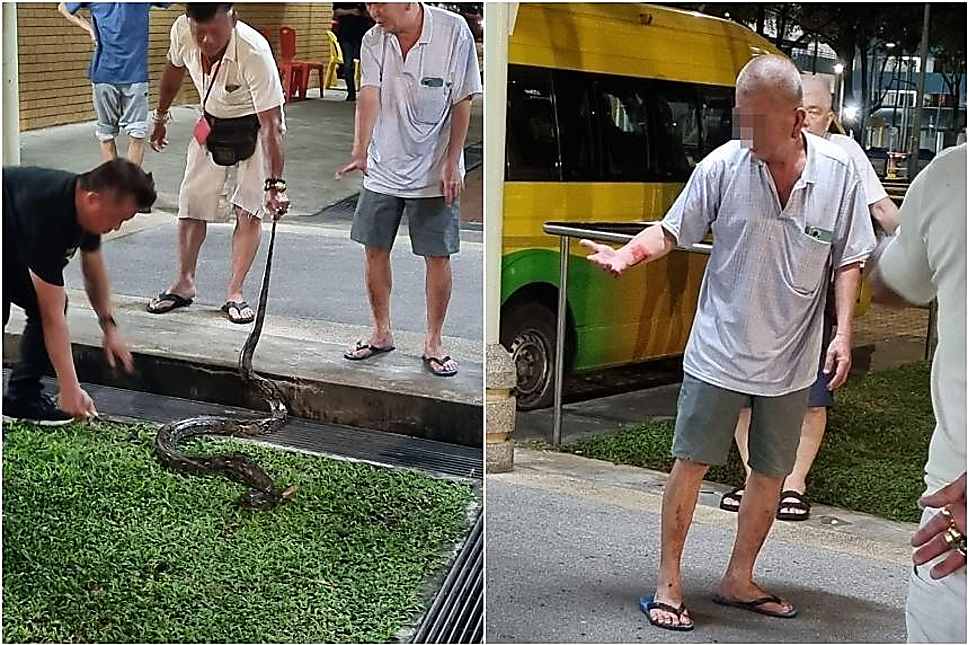 Man taken to hospital after he was bitten by python caught in Kallang Bahru
